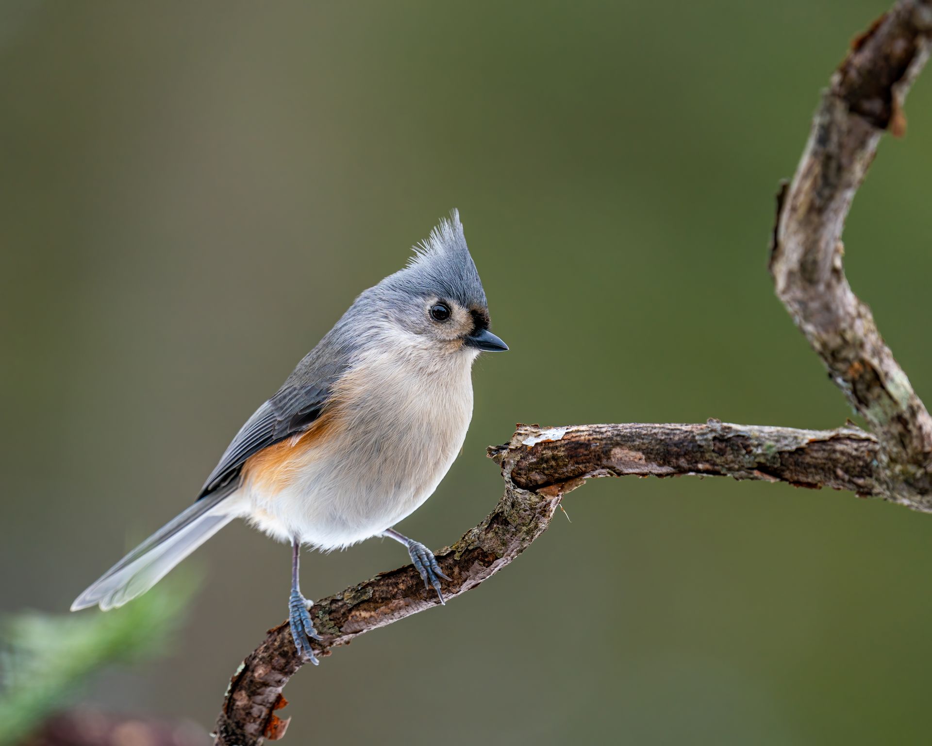 A tufted titmouse perched on a branch